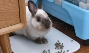 只给兔子吃兔粮可以吗