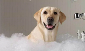 狗狗不能洗澡嘛为什么啊