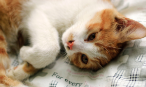 为什么猫咪害怕枕头