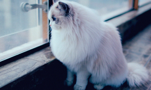 为什么猫咪在窗户边叫个不停