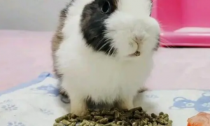 幼兔只能吃兔粮吗