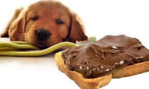 巧克力可以喂给狗狗吃吗