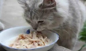 猫咪罐头为什么要炒着吃