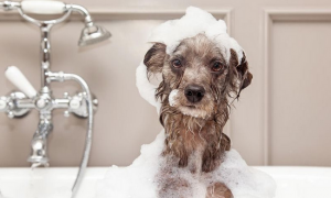狗狗洗澡为什么会发出响声的声音