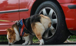 怎样防止狗尿在车轮胎上