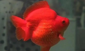 红色金鱼身上长黑斑是什