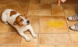 狗狗为什么老在家里撒尿呢