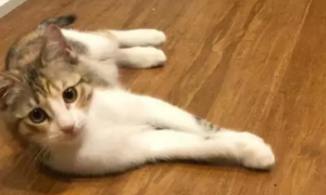 猫咪不能碰地板什么原因