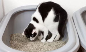 两个月小猫不会用猫砂