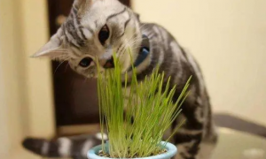 养猫家庭适合养的水培植物