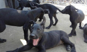 五黑犬能长多重
