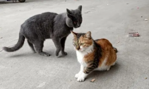 猫咪为什么站在他旁边不打架