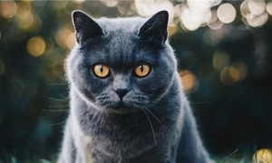 猫咪为什么咬人的动作很快呢