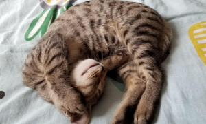 猫咪为什么喜欢后腿睡觉