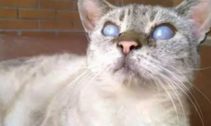 为什么猫咪眼睛会失明