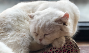 猫咪为什么经常撇嘴睡觉的原因