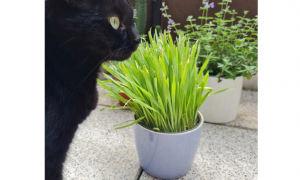养猫可以养什么绿植