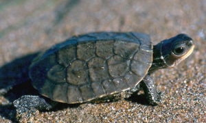 成年体型小的乌龟品种