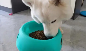 狗狗减肥餐如何搭配狗粮喂狗吃