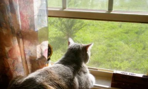 为什么猫咪喜欢站窗台发呆