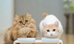 猫咪为什么喜欢吃花生米