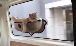 猫咪怎么带上火车高铁