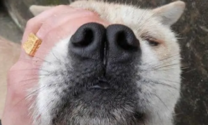 狗狗的鼻子为什么很臭