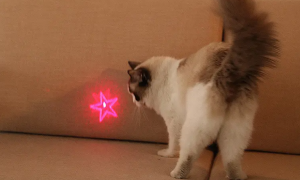 猫咪为什么喜欢手电筒灯呢
