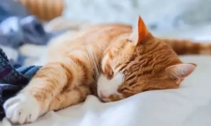 猫咪为什么喜欢睡硬床