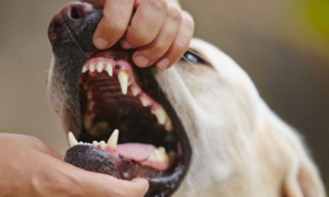 为什么狗狗换牙口臭呢
