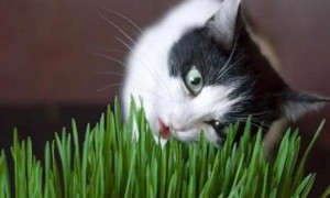 猫草要吃多少