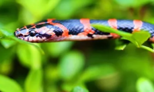 赤练蛇是几级保护动物