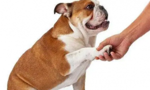 为什么狗狗会和我握手呢