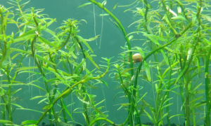 鱼缸能养水草吗