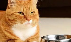 猫咪为什么食量变小呢