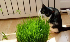 猫草是一直割一直长吗