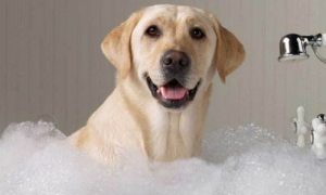 怎样给狗洗澡不会感冒