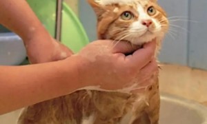 猫咪可以随时洗澡吗为什么呢