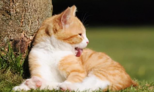为什么猫咪喜欢舔毛