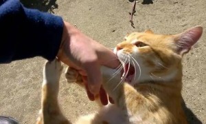 猫为什么会突然抱你手咬你
