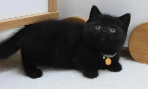 纯黑矮脚英短猫多少钱一只