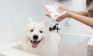 狗狗几个月才可以洗澡