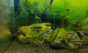 鱼缸长褐藻说明水质怎么样