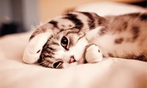 猫咪为什么会拍肚子睡觉呢