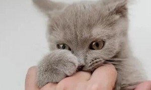 猫咪为什么咬我的爪子呢