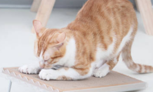 为什么猫咪单手抓地垫
