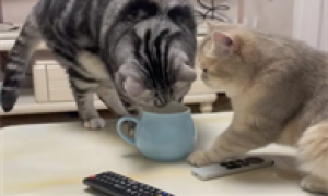 猫咪为什么抢水喝