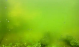 鱼缸水变绿正确处理方法