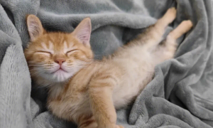 猫咪为什么多睡觉的原因