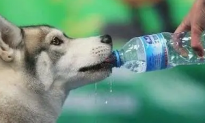 为什么狗狗一喝水就摇头